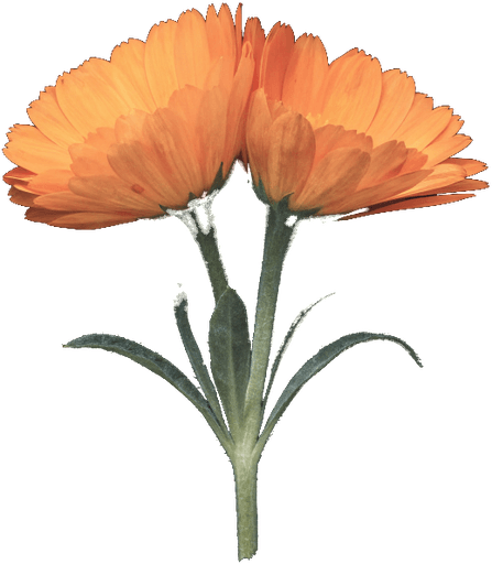 Calendula