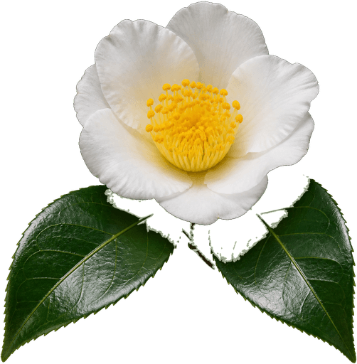 Camellia