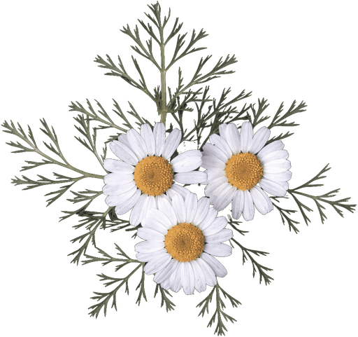 Roman chamomile