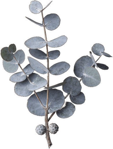Eucalyptus