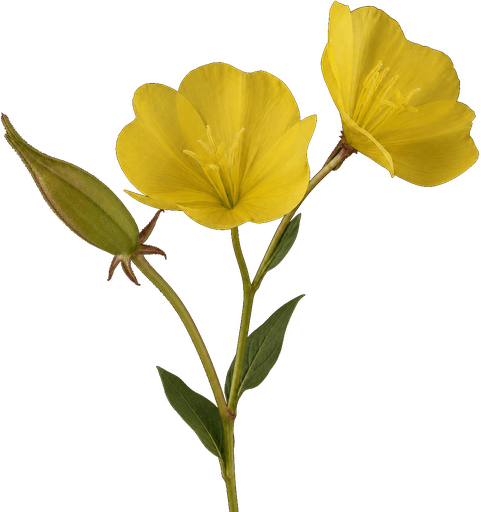 Evening primrose