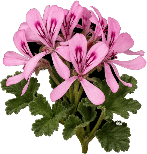 Geranium