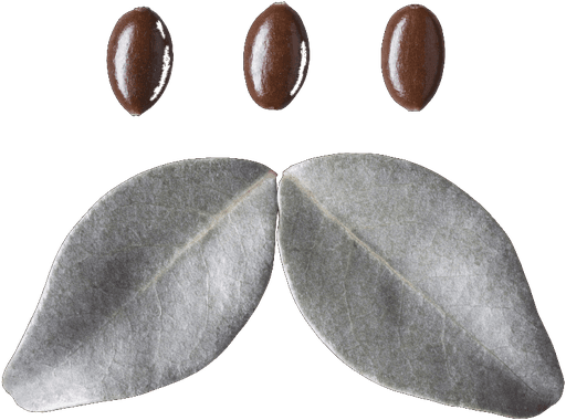 Jojoba