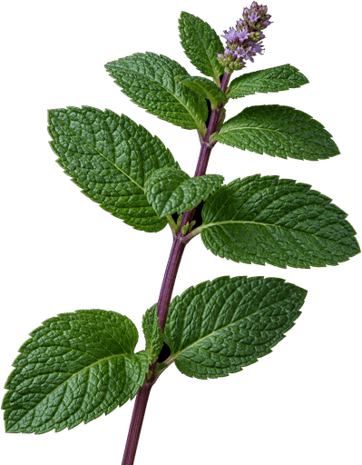 Peppermint