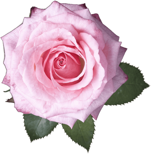 Rose otto