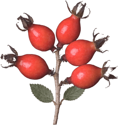 Rosehip