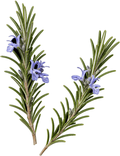 Rosemary