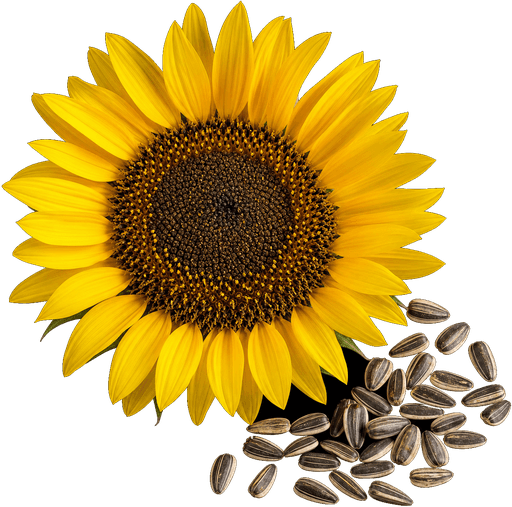 Sunflower, high linoleic